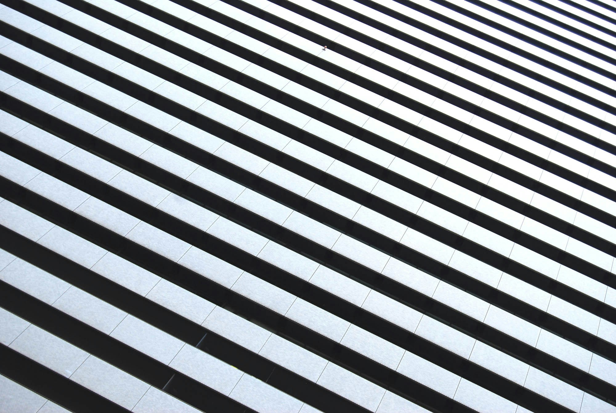 white and black striped illustration